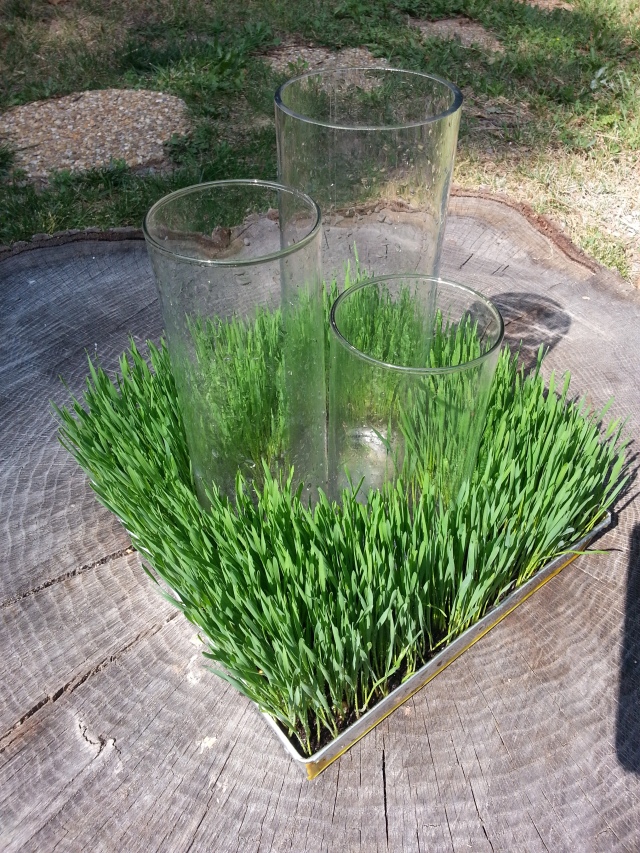 Wheat Grass Centerpiece