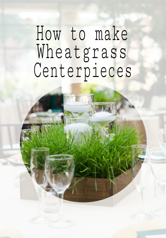 Wheatgrass Centerpiece