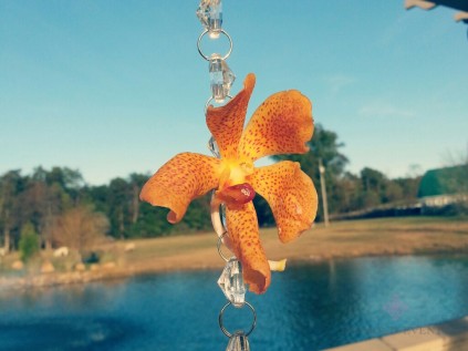 Orange Mokara Orchid